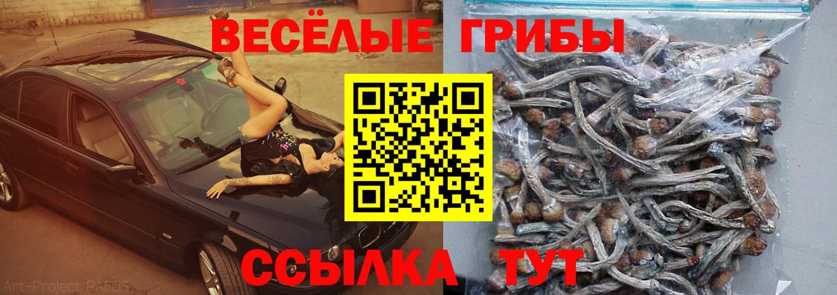 Ликино-Дулёво  Псилоцибиновые грибы Psilocybe  Вход с VPN 